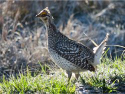 Sharp-tailed Grouse